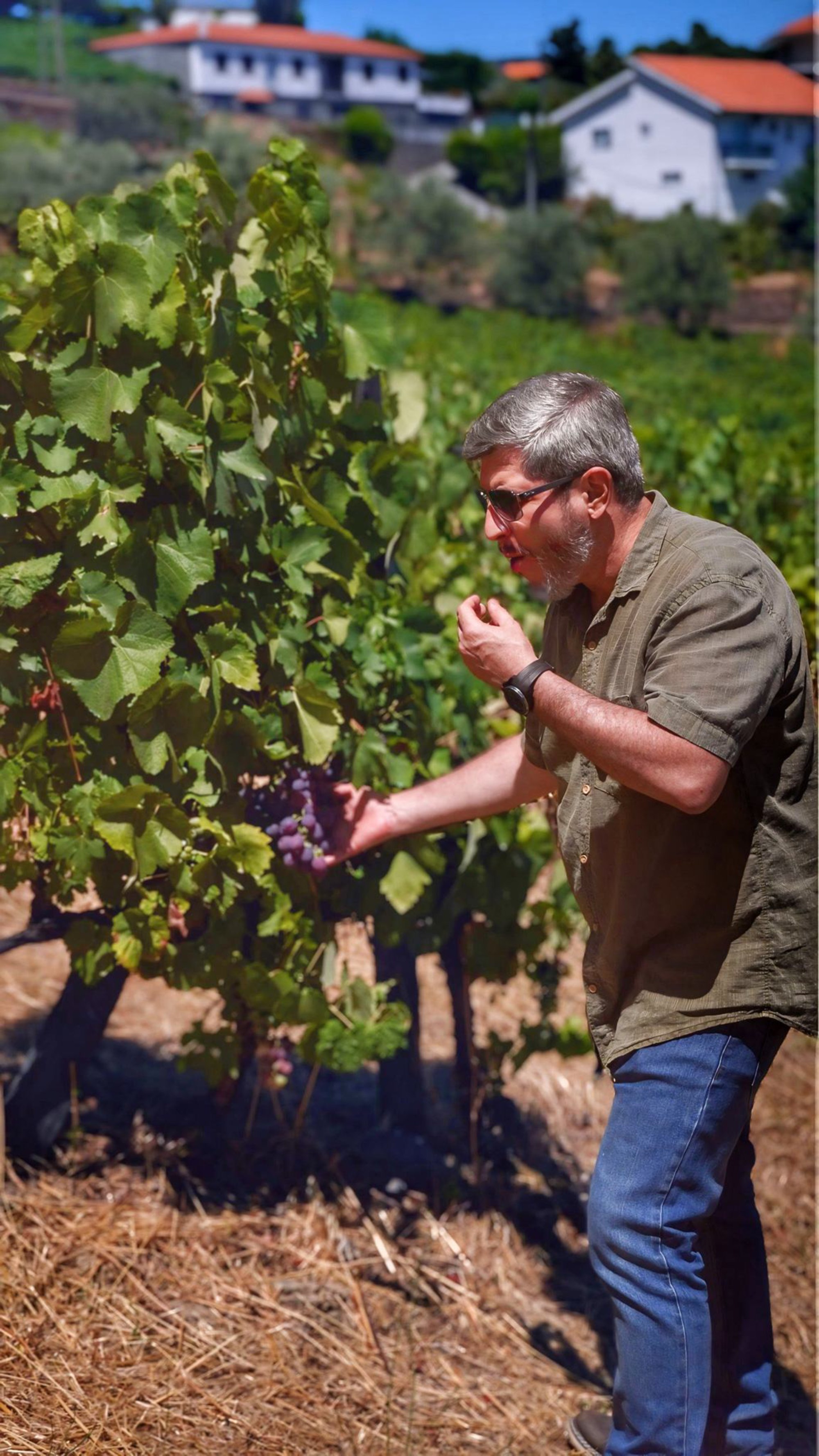 Cristiano Andrade observando uvas em um vinhedo português